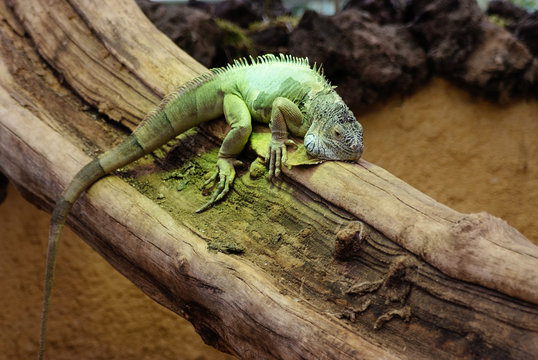 Iguana on a tree branch
