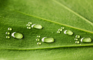 Fototapeta premium Water footprints on leaf