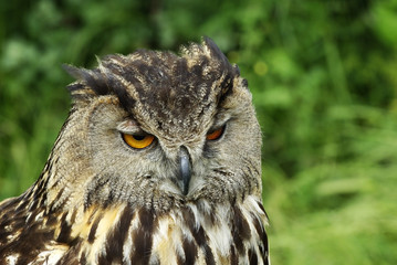 hibou grand duc