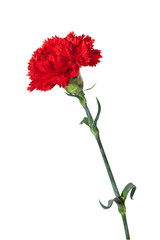red carnation with exact hand made clipping path - 22731956