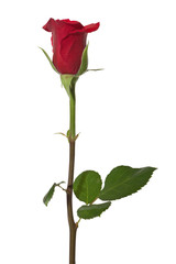 red rose with exact hand made clipping path
