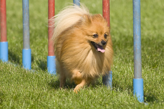 Zwergspitz hechelt beim Agility