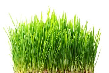 Grass