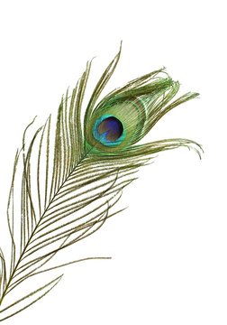 Fototapeta Peacock feather