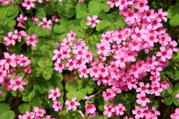 The ground with a lot of small purple flowers.
