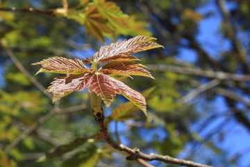 spring leaves