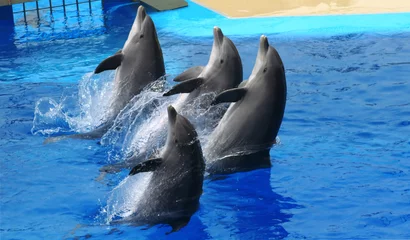 Afwasbaar Fotobehang Dolfijnen Dolfijnen
