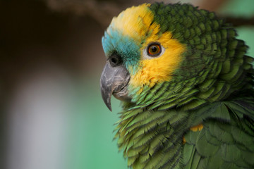 Parrot