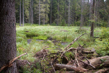 Naturwald