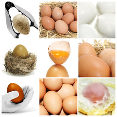 eggs collage