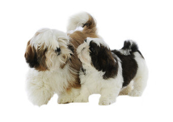 maman shi tzu et son bébé se reniflent