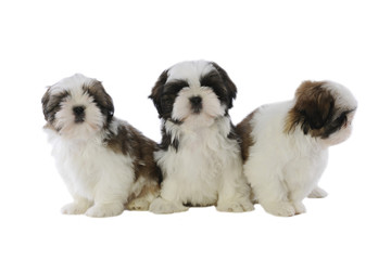 trois shi tzu assis l'un à côté de l'autre