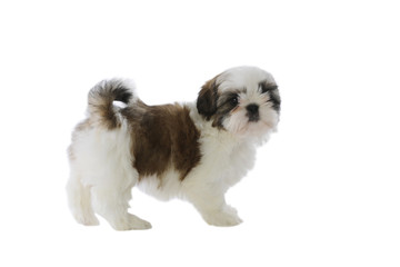 chiot shi tzu debout de profil sur fond blanc