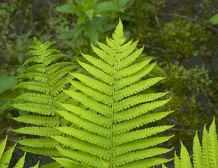 Fern