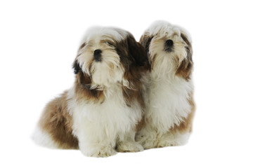 deux chiots de race shih tzu serrés l'un contre l'autre