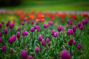 Fototapeta premium Tulip blossoms in spring