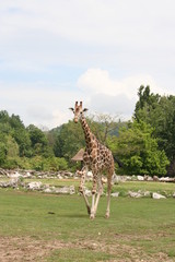 Giraffa003