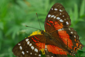 Anartia amathea