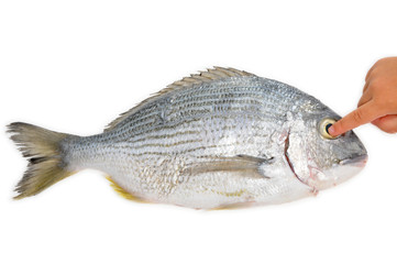 Finger Pointing To The Eye Of A Fish