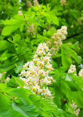 Flowers of a chestnut