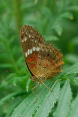 Anartia amathea