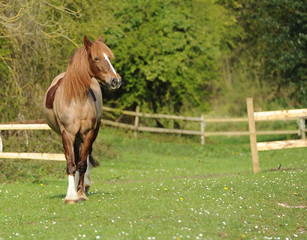 Obraz premium A horse standing in field