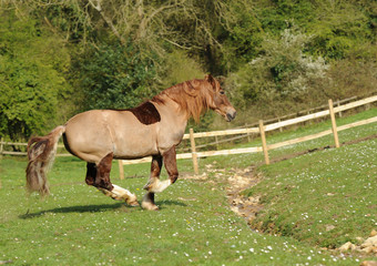 Obraz premium A horse running in field