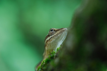 Anolis auratus - (Polychrotidae sauria)