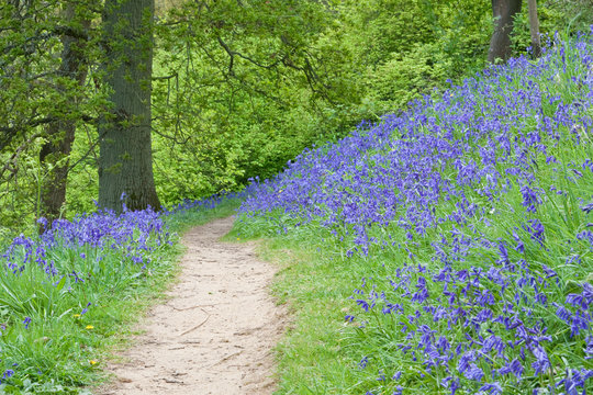 Bluebell Path