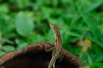 Anolis auratus - (Polychrotidae sauria)