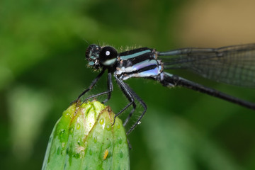 Skimming Bluet - (Enallagma germinatum)