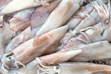 Fototapeta premium calamari