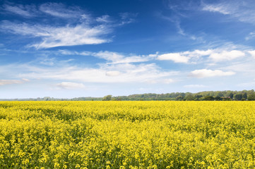 yellow rape field with blue sky