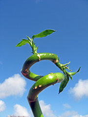 Lucky bamboo (dracaena sanderiana)