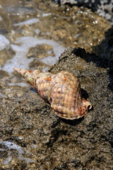 creta elaphonissi conchiglia