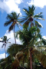Obraz premium Palme tropicali