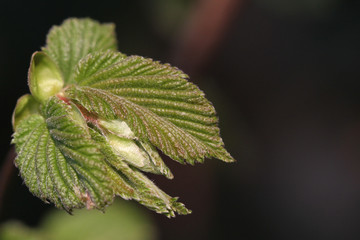 Junges Blatt der Haselnuss