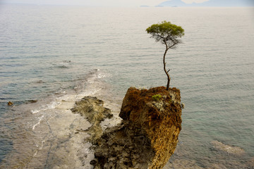 Lonely tree