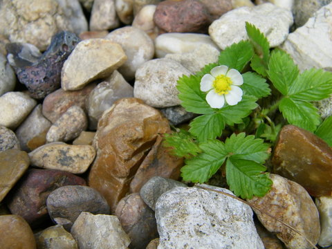 Fleur au milieu des cailloux