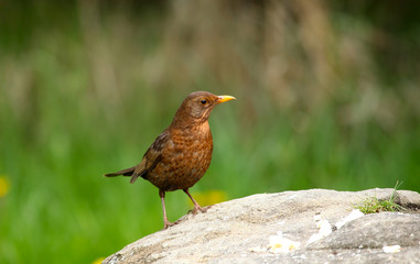 Common Blackbird