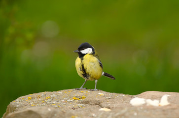 Obraz premium A Blue Tit