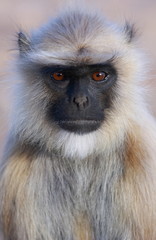 Fototapeta premium Monkey, India