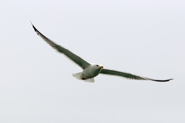 flight of a seagull