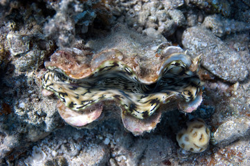 Fototapeta na wymiar fluted giant clam