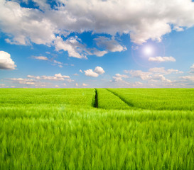 Gerstenfeld im Sommer