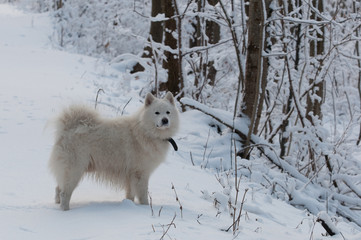 white dog on a forest trail