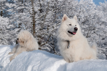 two friends in deep snow