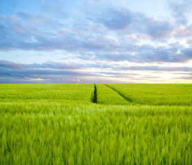Fototapeta premium Gerstenfeld im Sommer