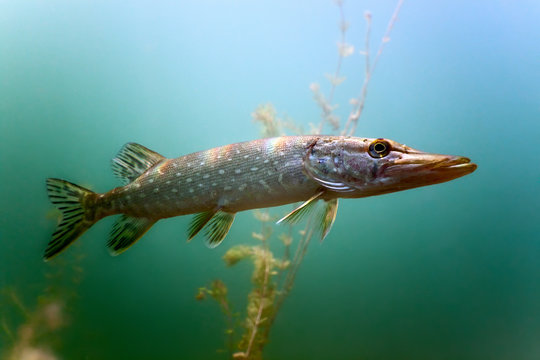 Pike in the lake