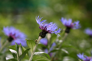 blue cornflower